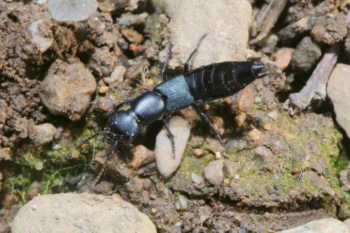 Ocypus ophthalmicus